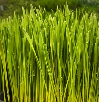 a close up of a bunch of green grass