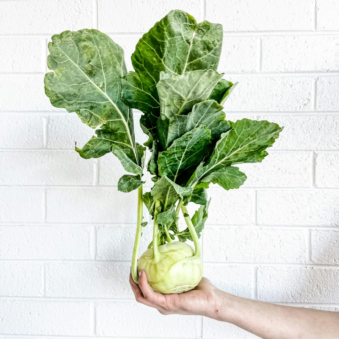 Radish, Daikon microgreen variety