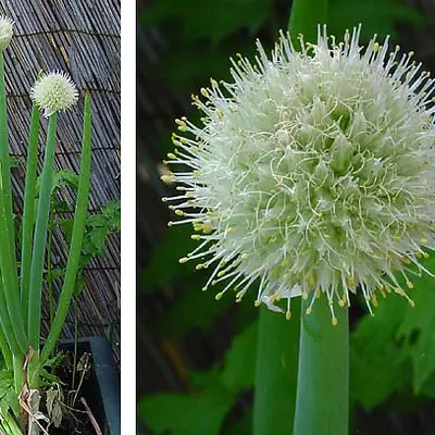 Scallion, Evergreen Hardy White (Allium fistulosum)