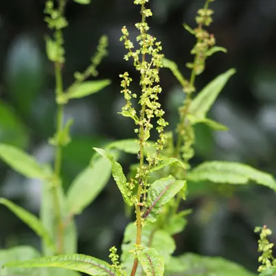 Sorrel, Red Veined (Rumex sanguineus)