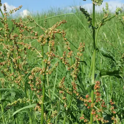 Sorrel (Rumex acetosa)