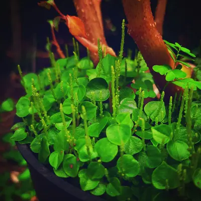 Spicy Micro Mix (Brassica spp.)