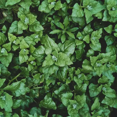 Watercress (Nasturtium officinale)