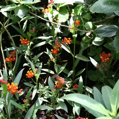 Apollo Orange (Asclepias curassavica)