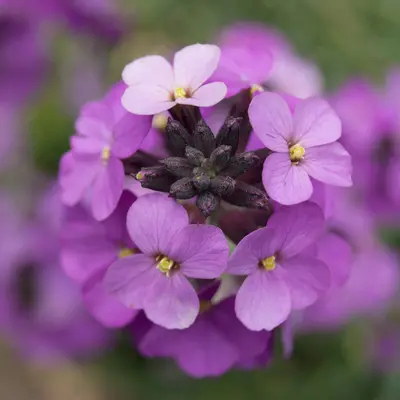 Autumn Phlox native wildflower variety