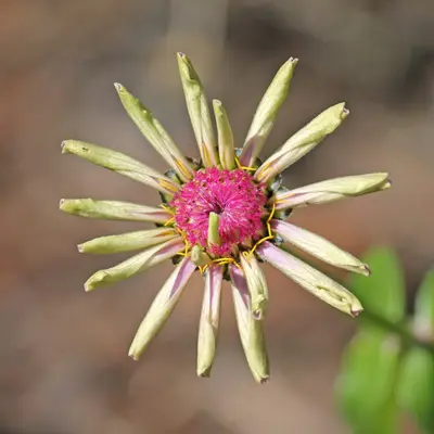 Bee Balm native wildflower variety