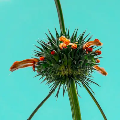 Close-up of a spiky green plant with orange flowers.