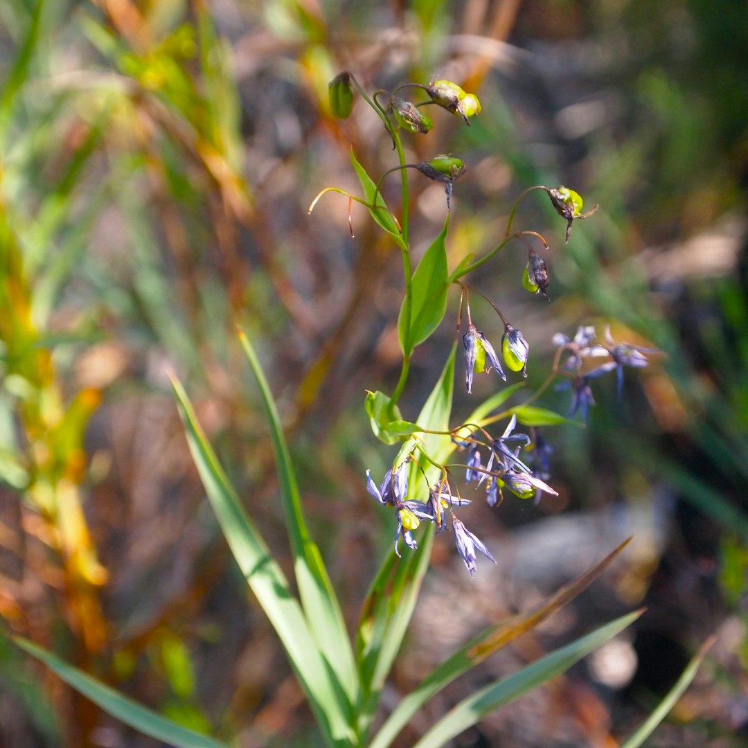Blue-Eyed Grass native wildflower variety
