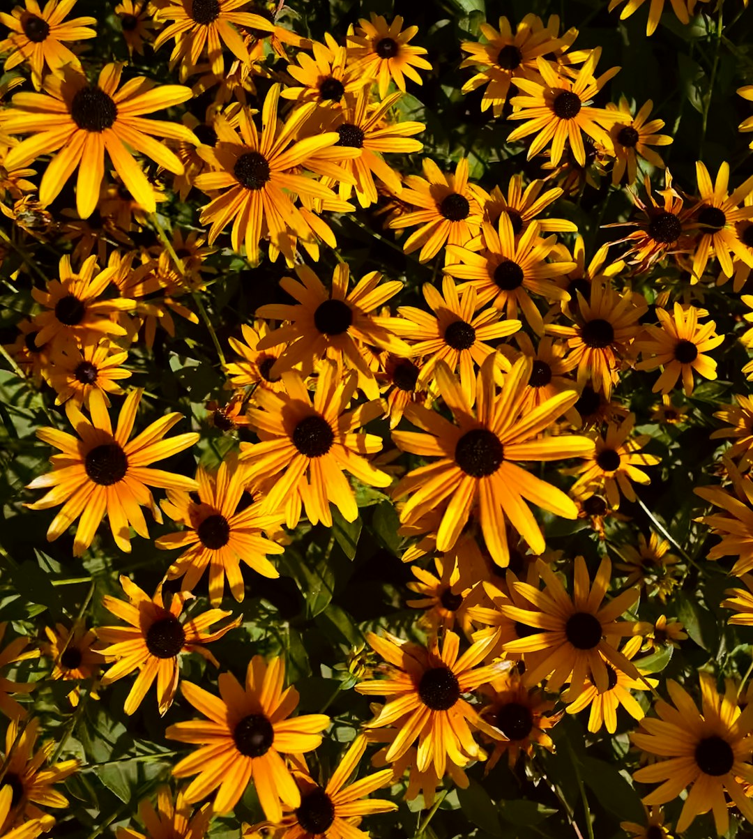 Brown-Eyed Susan native wildflower variety