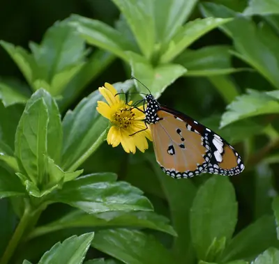 Butterfly Weed native wildflower variety