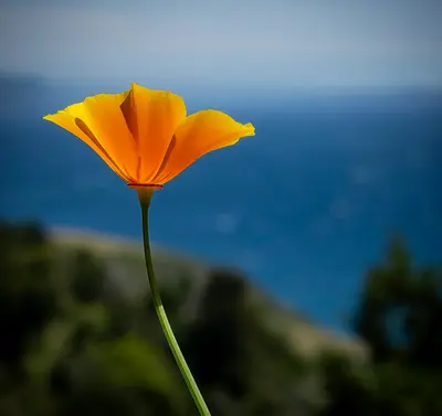 California Poppy plant