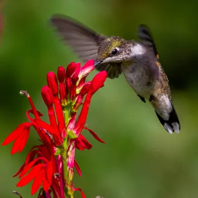 Cardinal Flower native wildflower variety