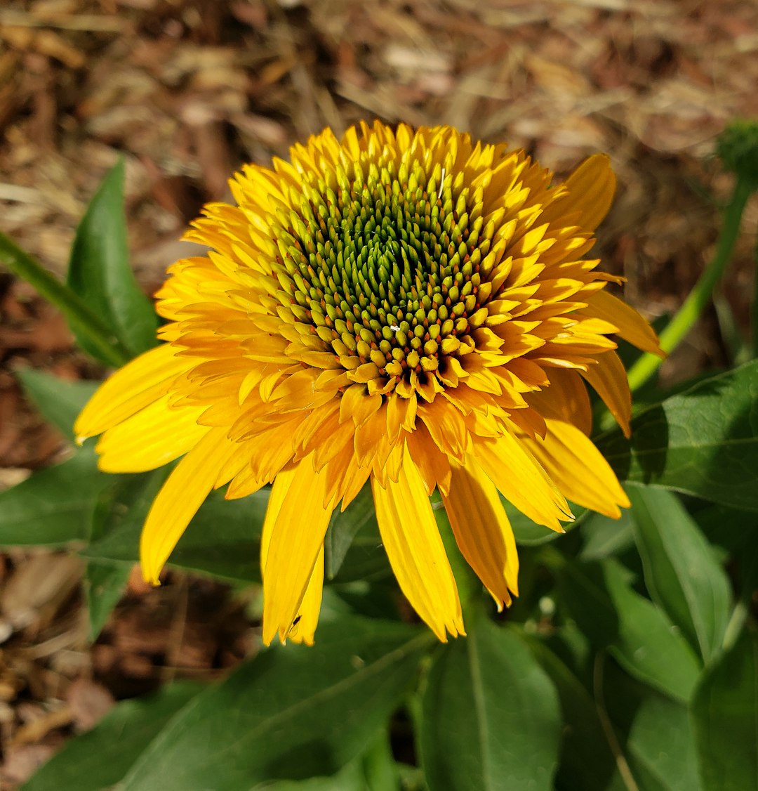 Cutleaf Coneflower native wildflower variety