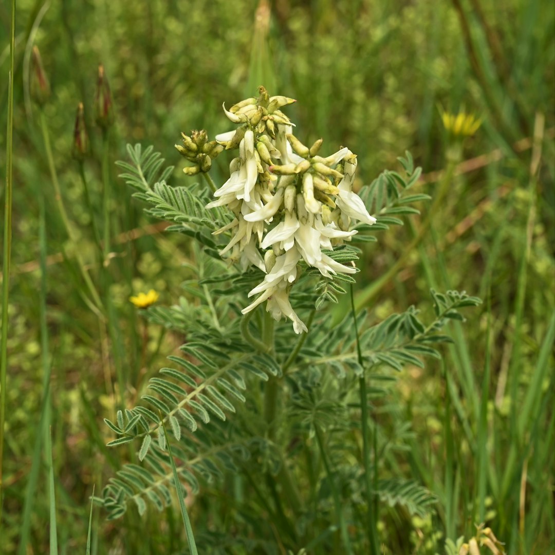 Dutchman's Breeches native wildflower variety