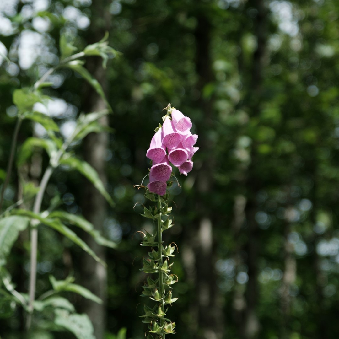 Foxglove Beardtongue native wildflower variety
