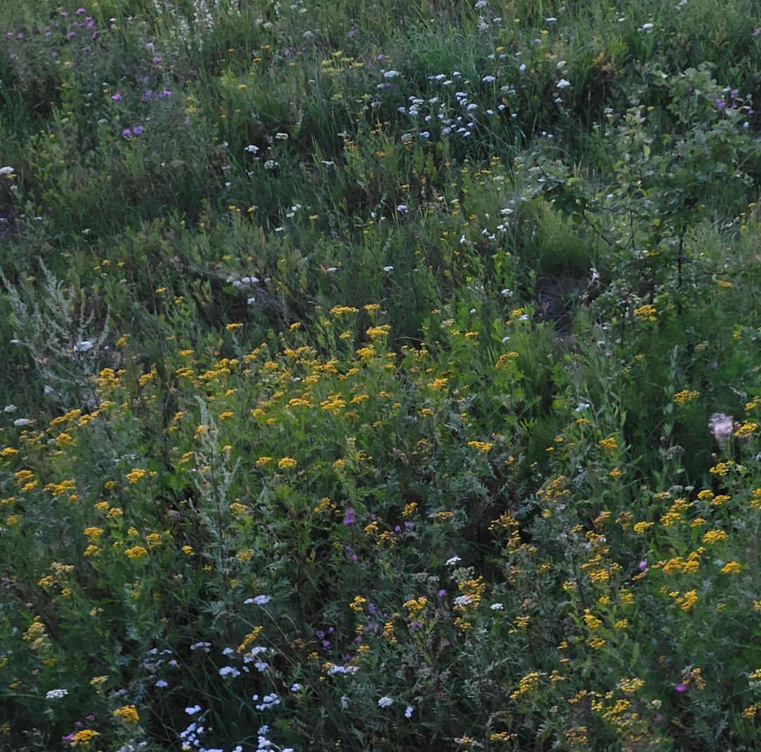 Gray Goldenrod plant