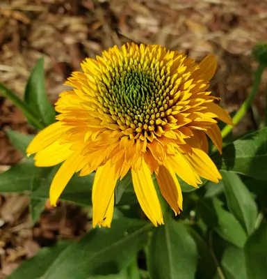 Gray-Headed Coneflower native wildflower variety