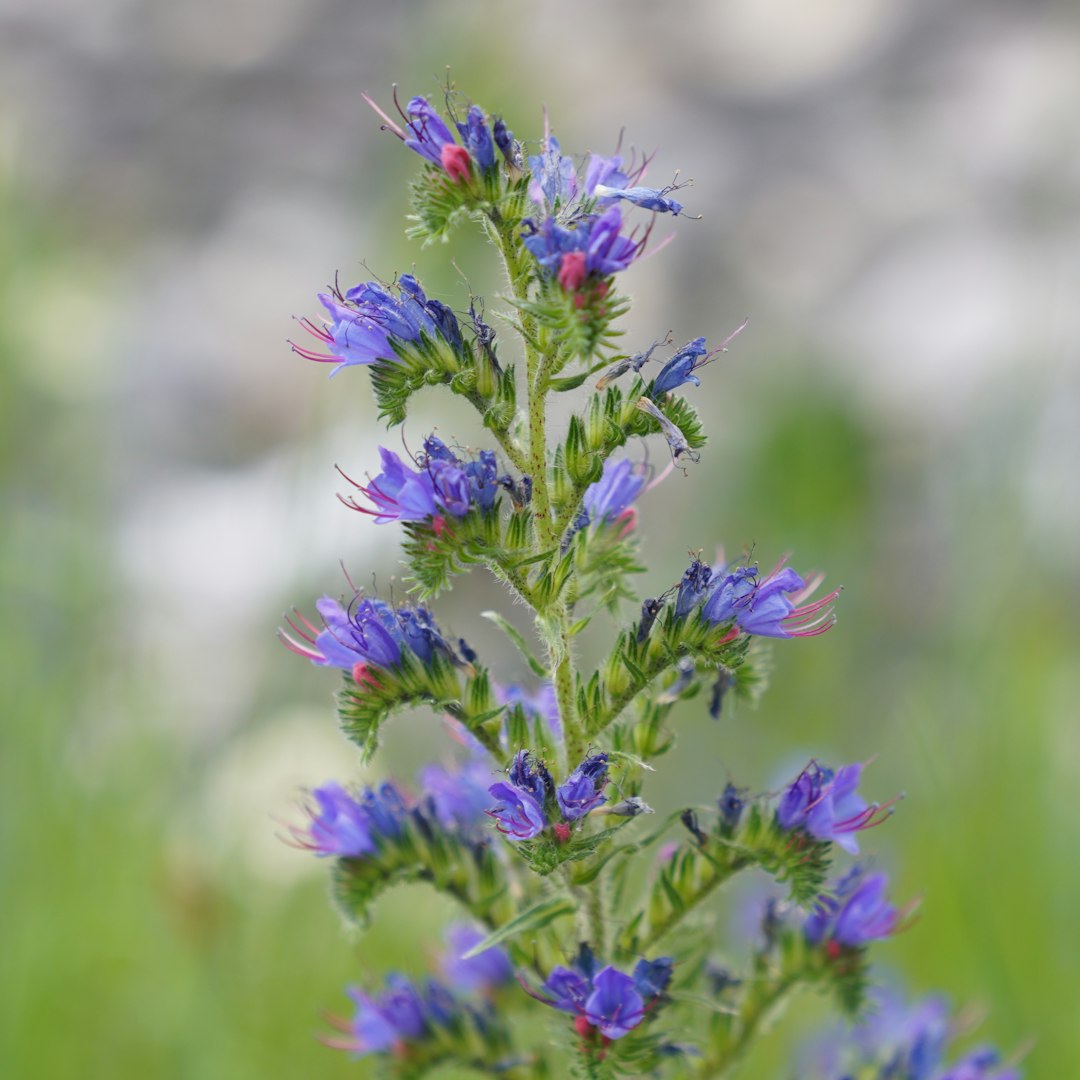 Great Blue Lobelia native wildflower variety
