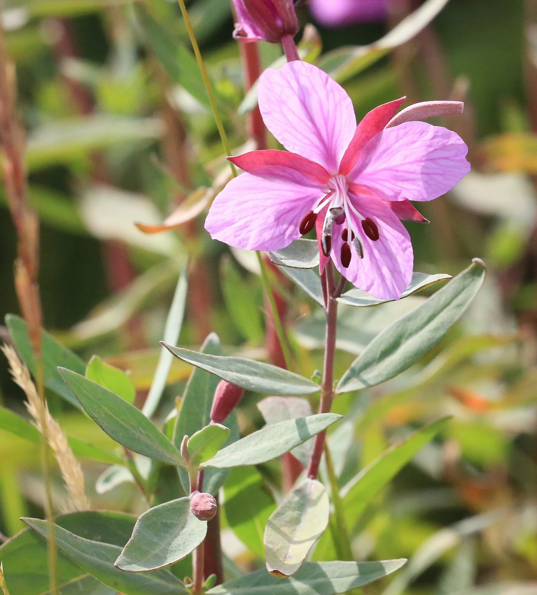 Indian Pink native wildflower variety