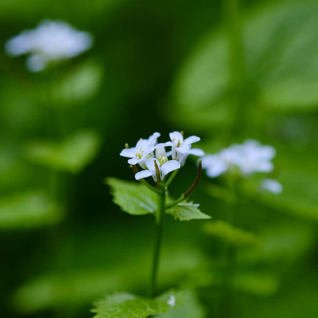 Jacob's Ladder native wildflower variety