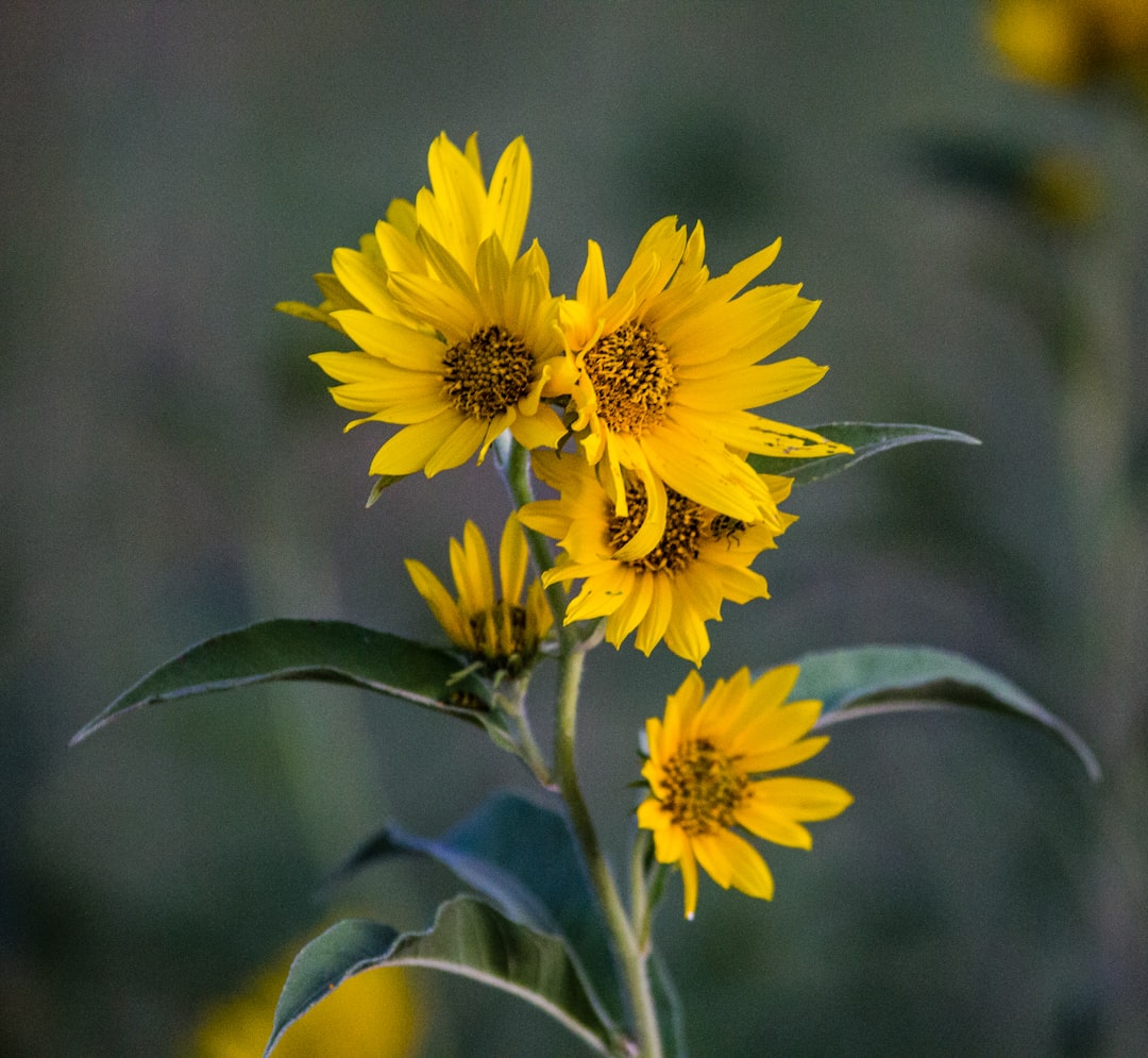 Jerusalem Artichoke native wildflower variety