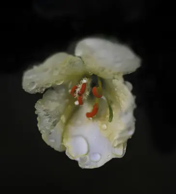 a close up of a flower