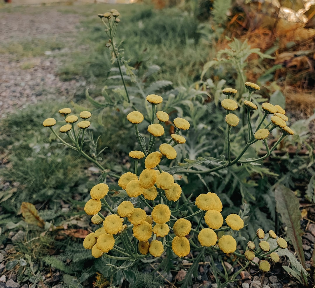 Large-Flowered Tickseed native wildflower variety