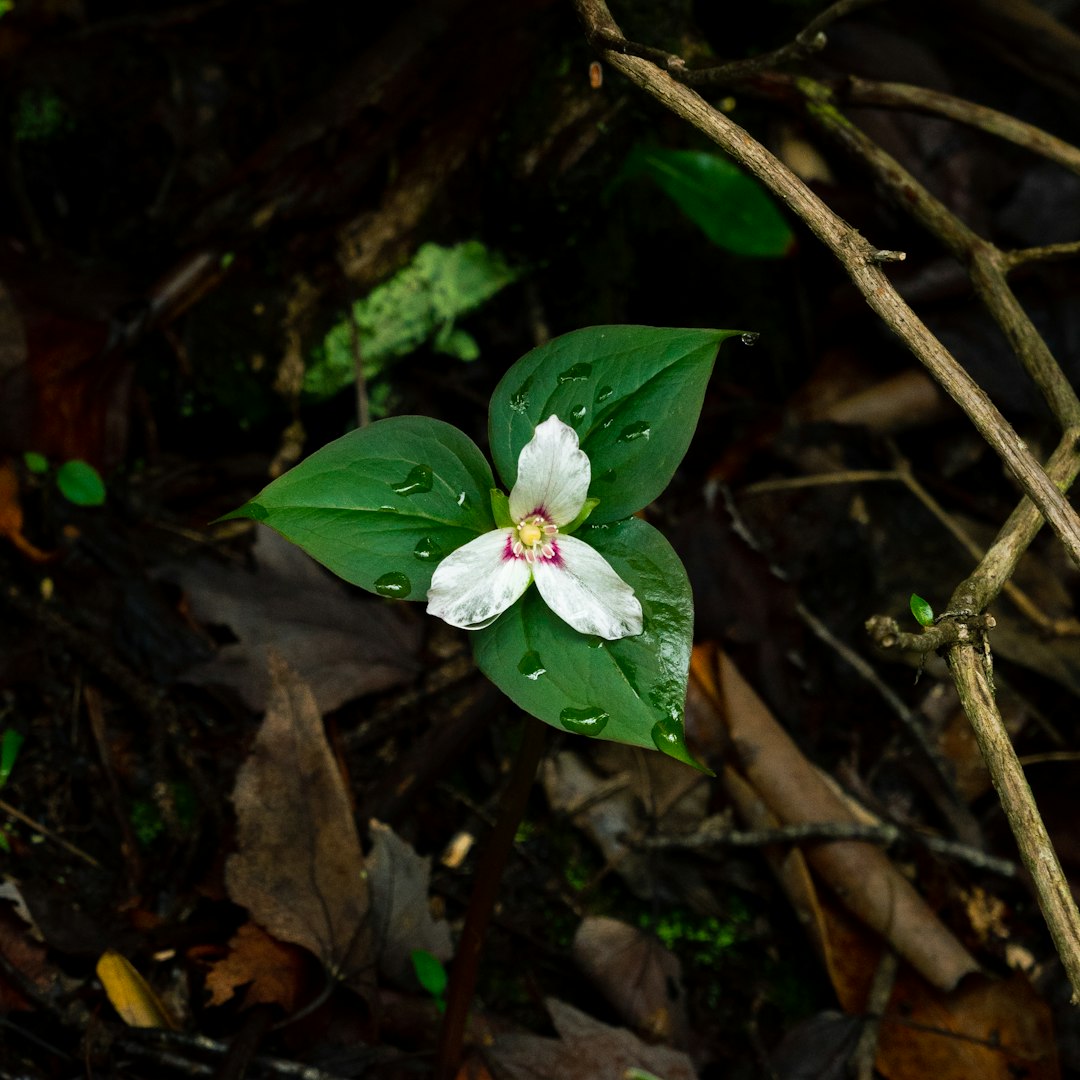 Large-Flowered Trillium native wildflower variety