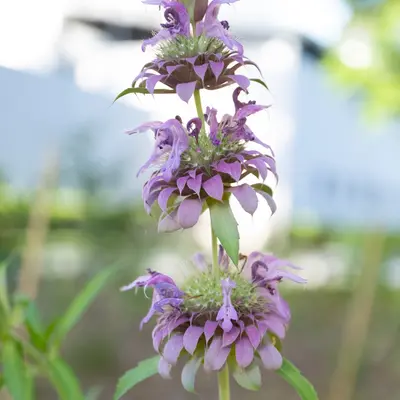 Lemon Mint native wildflower variety