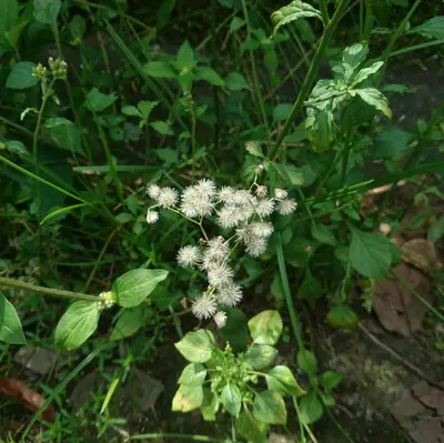 Narrow-Leaved Mountain Mint native wildflower variety