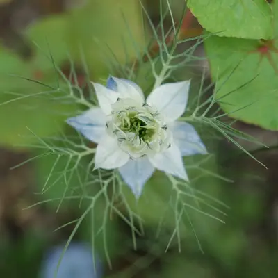 A delicate white flower with green foliage