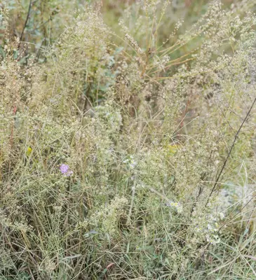 Partridge Pea native wildflower variety