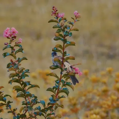 Native Wildflowers in Nunavut