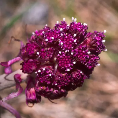Purple Milkweed native wildflower variety
