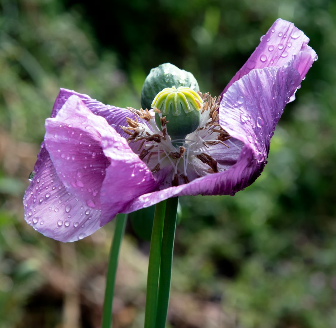 Purple Poppy Mallow native wildflower variety