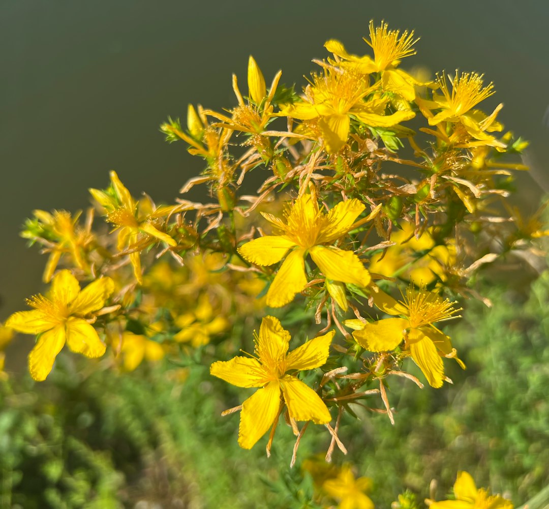 Showy Goldenrod native wildflower variety
