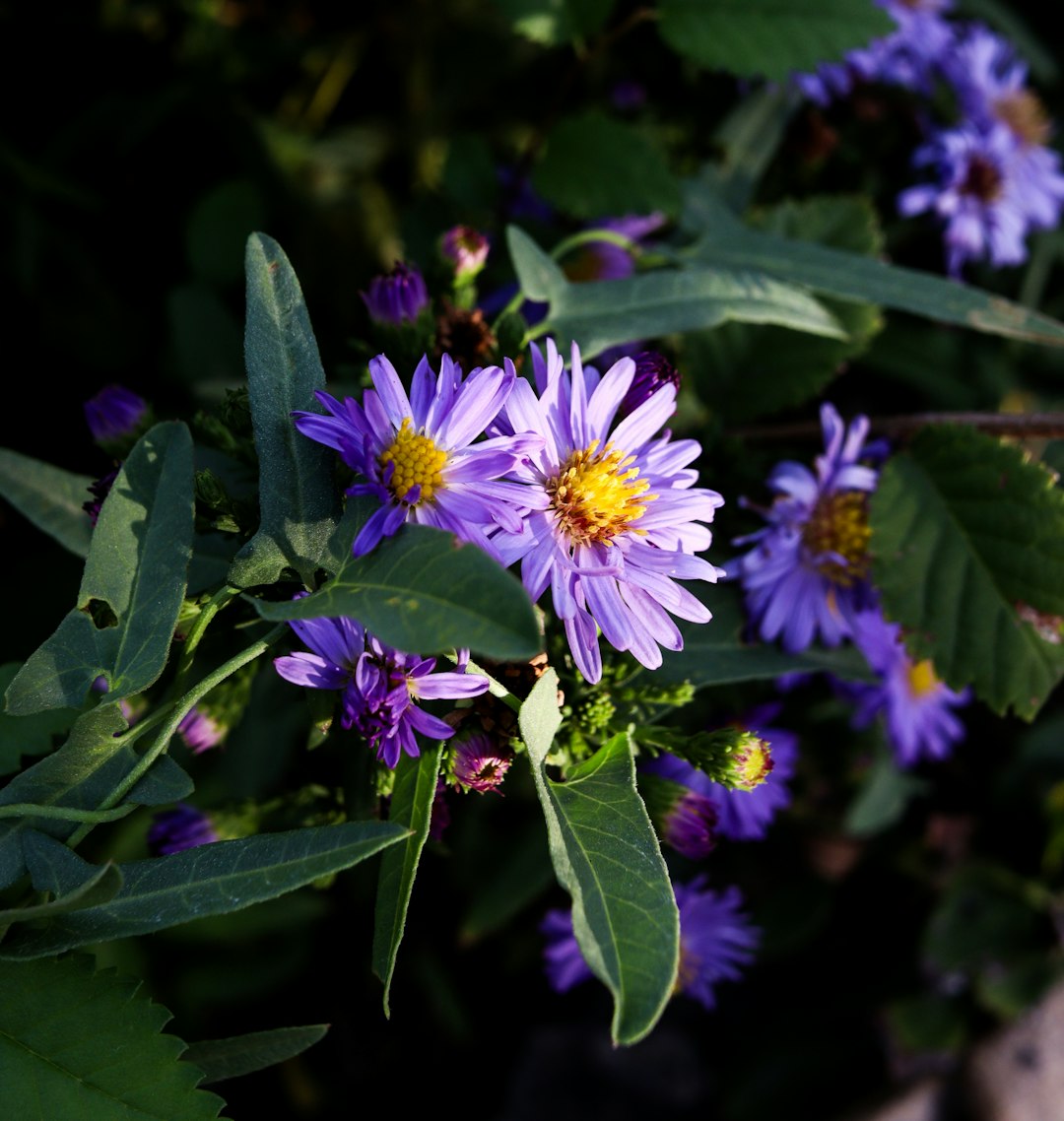 Smooth Blue Aster native wildflower variety