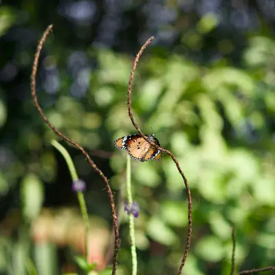 A butterfly rests on a slender plant stem.