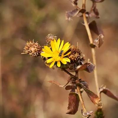 Stokes' Aster native wildflower variety