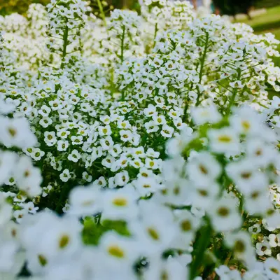 Sweet Alyssum native wildflower variety