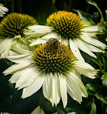 Sweet Coneflower native wildflower variety