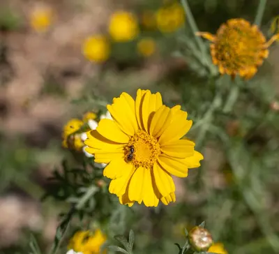Tall Coreopsis native wildflower variety