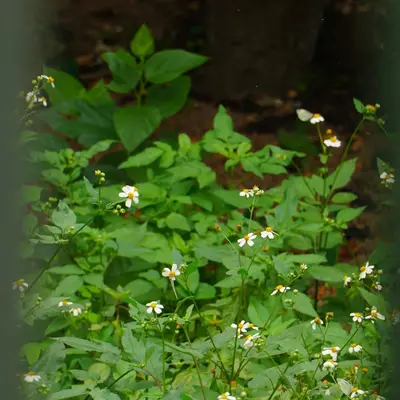 White wildflowers bloom amidst green foliage