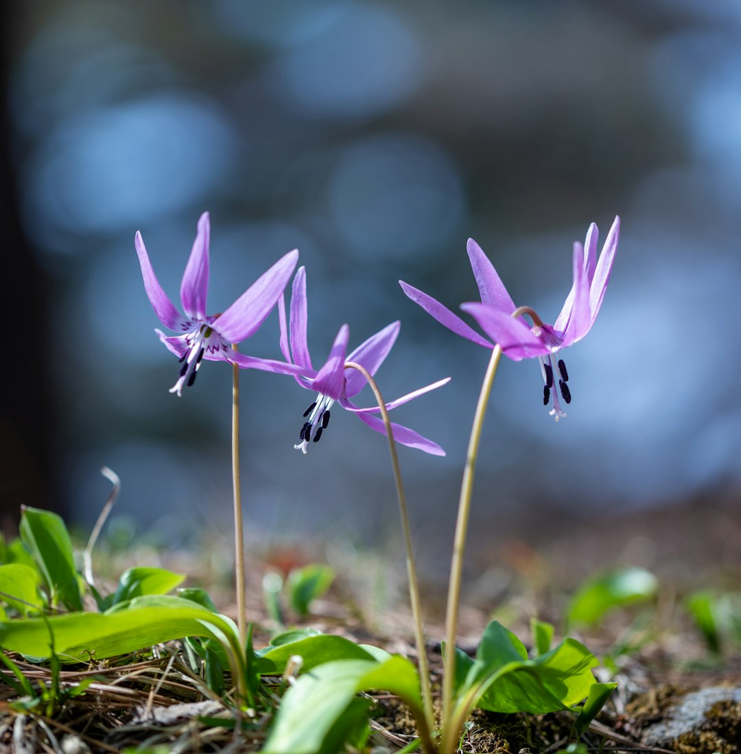 Trout Lily native wildflower variety
