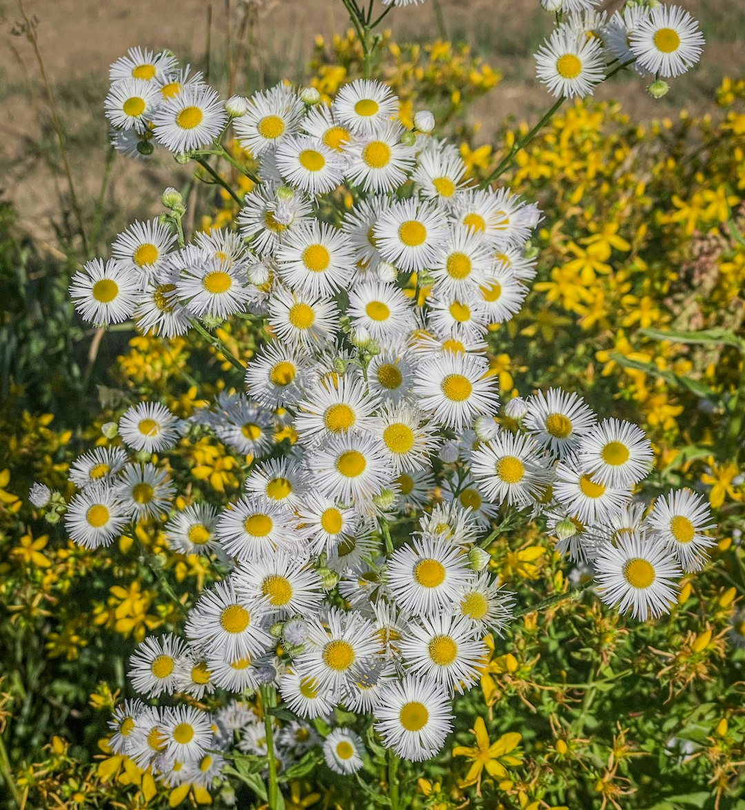 White Heath Aster native wildflower variety