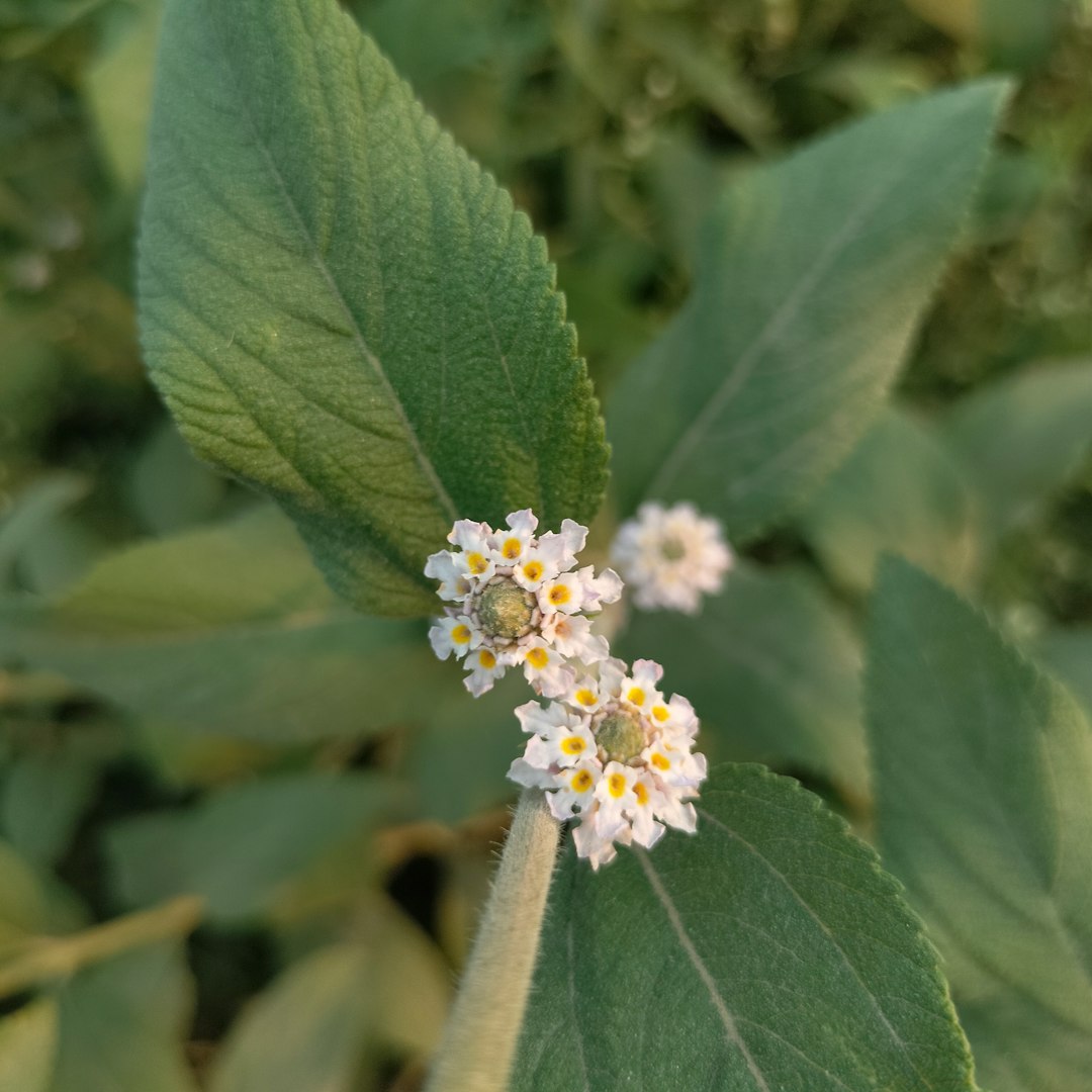 Whorled Milkweed native wildflower variety
