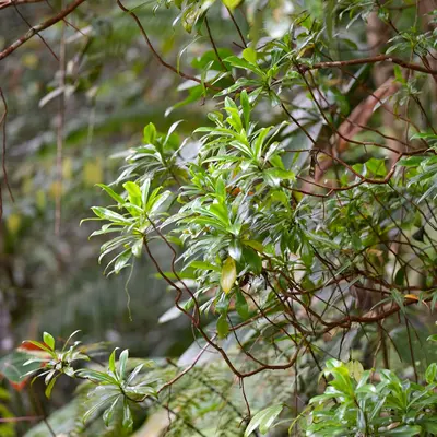 Wild Bergamot native wildflower variety