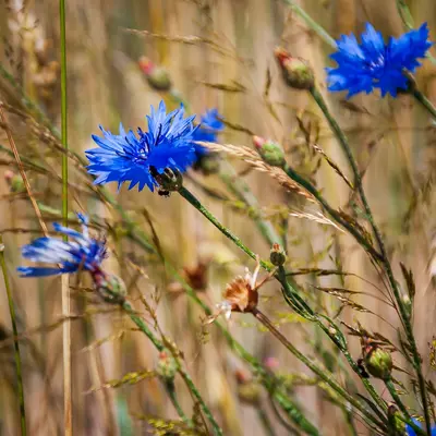 Wild Blue Indigo plant