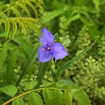 Wild Blue Lupine plant