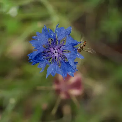 A single vibrant blue flower blooms outdoors.